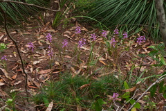 Stylidium productum