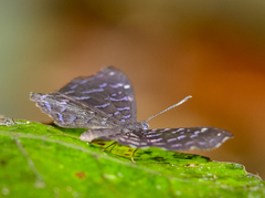 Ionotus alector