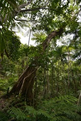 Ficus obliqua