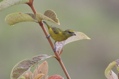 Euphonia finschi