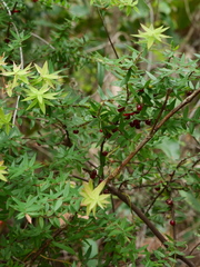 Acrotriche divaricata