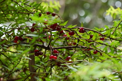 Acrotriche divaricata