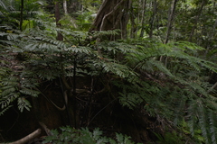 Ptisana attenuata