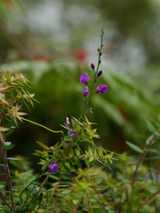 Comesperma volubile