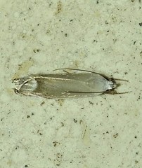 Plectophila