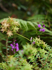 Comesperma volubile