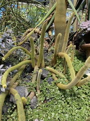 Cleistocactus winteri