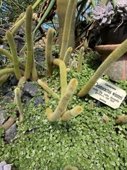 Cleistocactus winteri