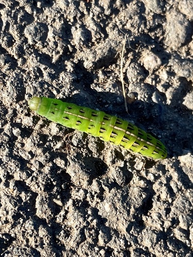 Girdler Moth photo 3