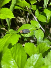 Pyrocoelia praetexta