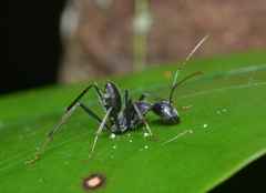 Camponotus gambeyi