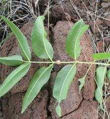 Kirkia acuminata