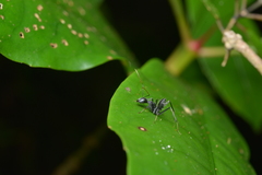 Camponotus gambeyi