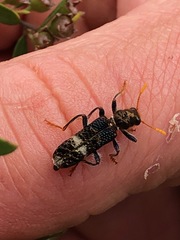 Scrobiger splendidus