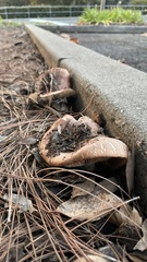 Tricholoma dryophilum