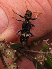 Scrobiger splendidus