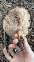 Tricholoma dryophilum