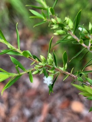 Styphelia leptospermoides
