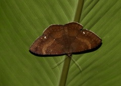 Hemeroblemma malitiosa