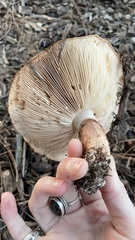 Tricholoma dryophilum