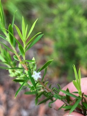 Styphelia leptospermoides