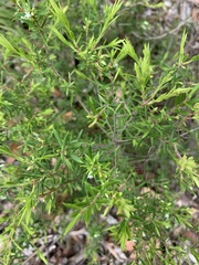 Styphelia leptospermoides