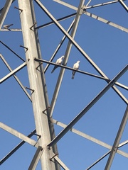 Streptopelia decaocto