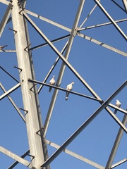 Streptopelia decaocto