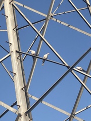 Streptopelia decaocto