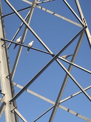 Streptopelia decaocto