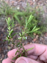 Styphelia leptospermoides