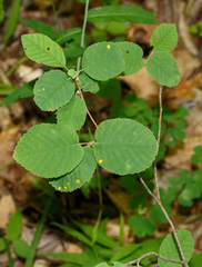 Amelanchier stolonifera