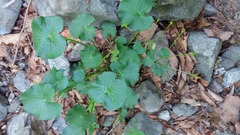 Caltha palustris