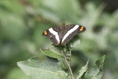 Adelpha iphiclus