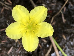 Villarsia