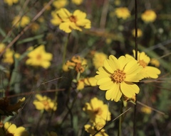 Leptosyne stillmanii