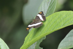 Adelpha iphiclus