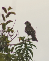 Elaenia sordida