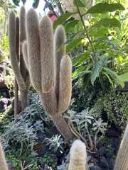 Cleistocactus strausii