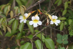 Anemopaegma