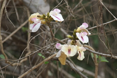 Centrosema macrocarpum