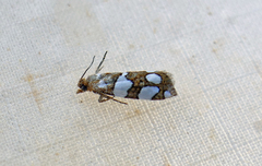 Pelochrista quinquemaculana