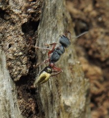 Myrmecia chrysogaster