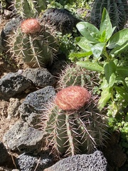 Melocactus bahiensis