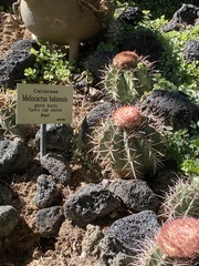 Melocactus bahiensis