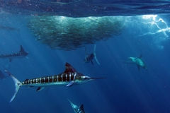 Striped Marlin photo 2