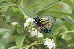 Atlides polybe
