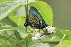 Atlides polybe