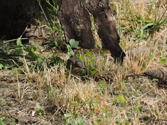 Columbina inca