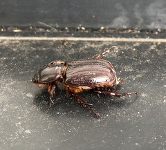 Semanopterus solidus